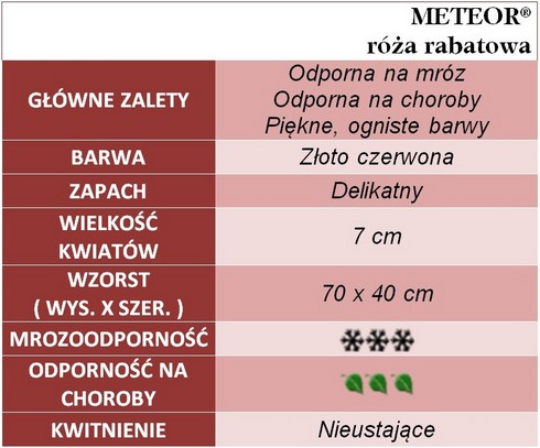 Meteor róże rabatowe gł. zal